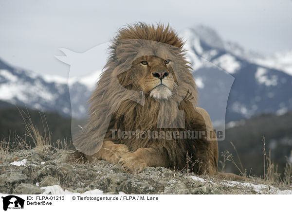 Berberlwe / Barbary lion / FLPA-01213