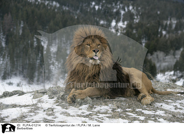 Berberlwe / Barbary lion / FLPA-01214