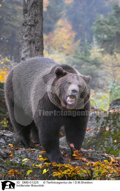 brllender Braunbr / roaring brown bear / DMS-01225