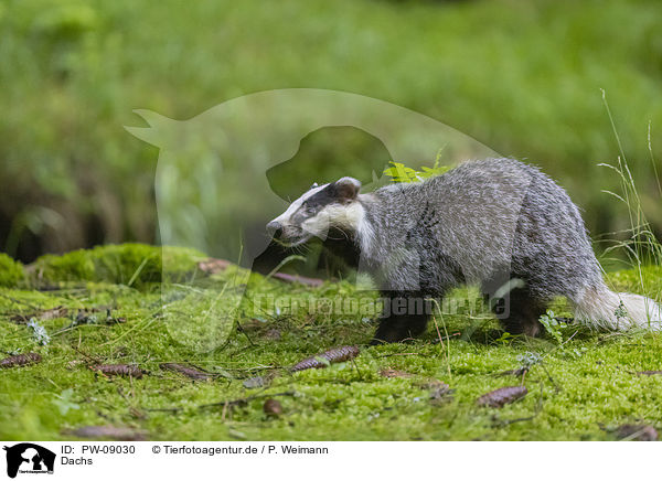 Dachs / Badger / PW-09030