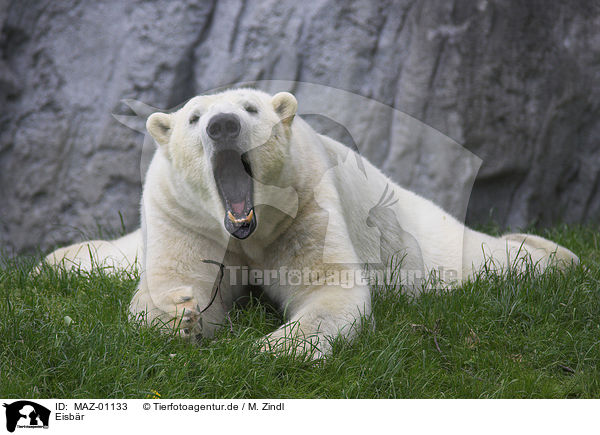 Eisbr / polar bear / MAZ-01133