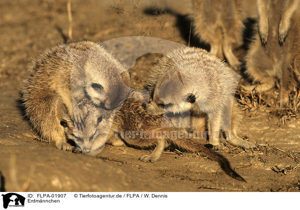 Erdmnnchen / suricats / FLPA-01907