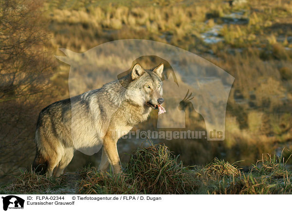 Eurasischer Grauwolf / FLPA-02344