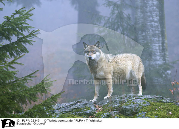Eurasischer Grauwolf / FLPA-02345