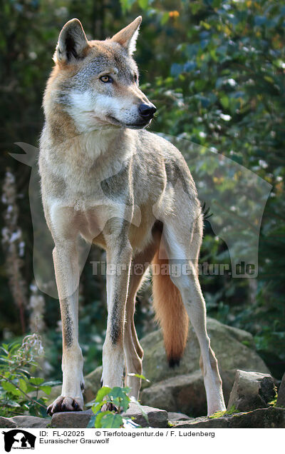 Eurasischer Grauwolf / eurasian greywolf / FL-02025