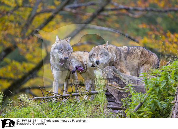 Eurasische Grauwlfe / eurasian greywolves / PW-12157