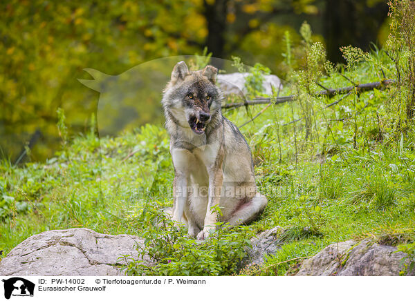 Eurasischer Grauwolf / eurasian greywolf / PW-14002