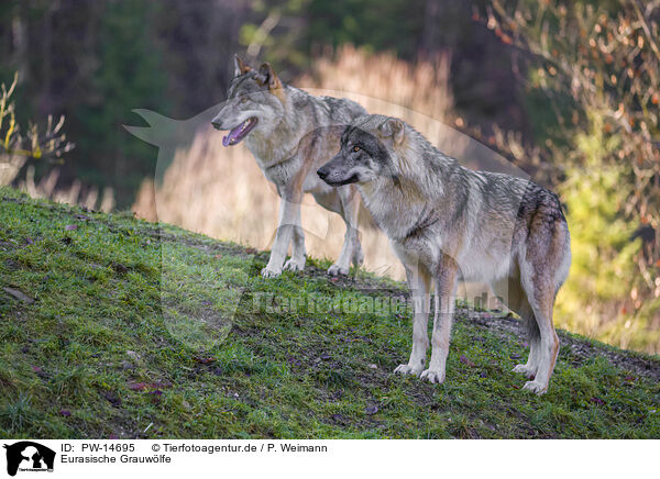 Eurasische Grauwlfe / eurasian greywolves / PW-14695