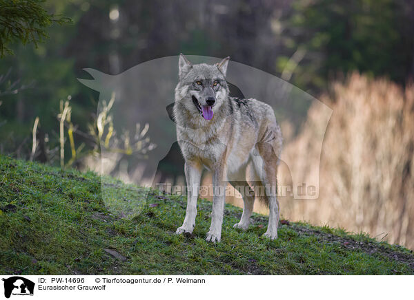 Eurasischer Grauwolf / eurasian greywolf / PW-14696