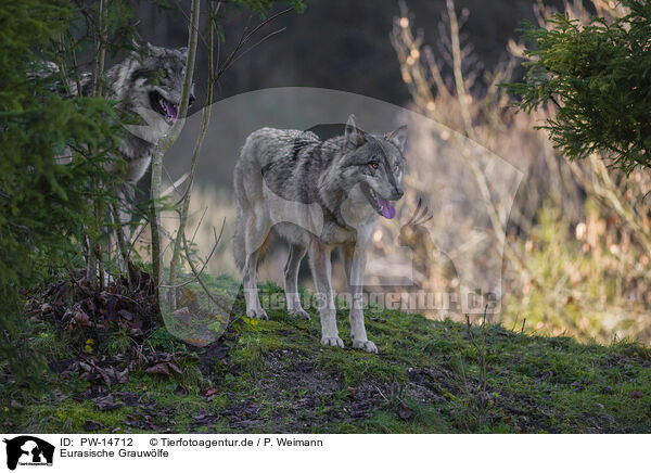 Eurasische Grauwlfe / eurasian greywolves / PW-14712