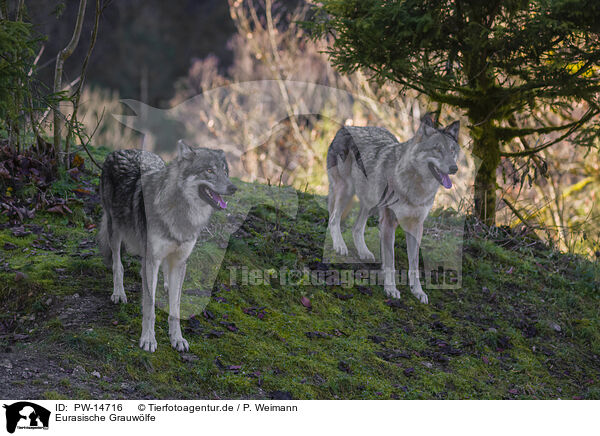 Eurasische Grauwlfe / eurasian greywolves / PW-14716