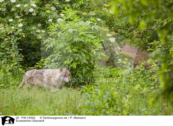 Eurasischer Grauwolf / eurasian greywolf / PW-15562