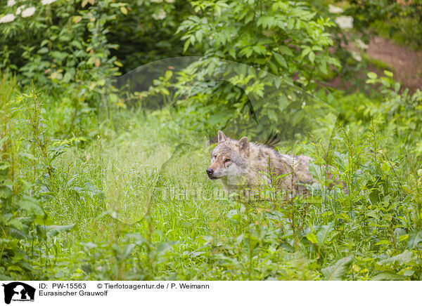 Eurasischer Grauwolf / eurasian greywolf / PW-15563