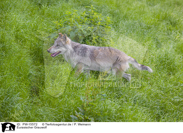 Eurasischer Grauwolf / eurasian greywolf / PW-15572