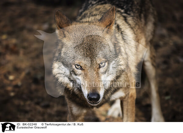 Eurasischer Grauwolf / eurasian greywolf / BK-02248