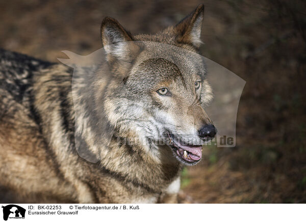 Eurasischer Grauwolf / eurasian greywolf / BK-02253