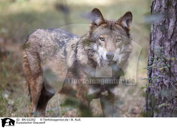 Eurasischer Grauwolf / eurasian greywolf / BK-02262