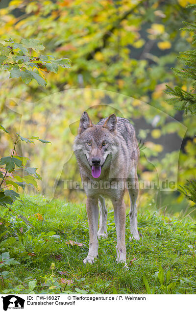 Eurasischer Grauwolf / eurasian greywolf / PW-16027