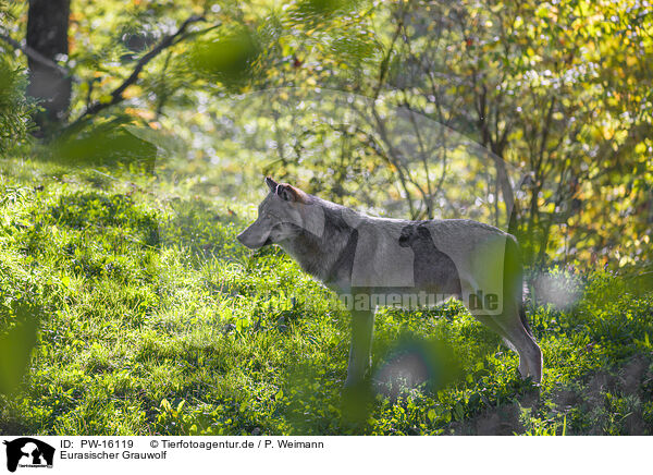 Eurasischer Grauwolf / eurasian greywolf / PW-16119