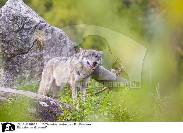 Eurasischer Grauwolf / eurasian greywolf / PW-16831