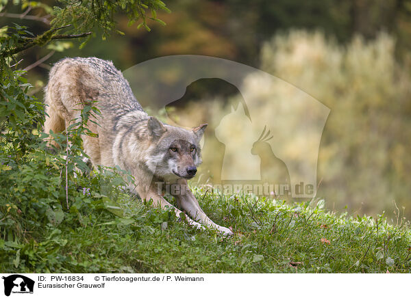 Eurasischer Grauwolf / eurasian greywolf / PW-16834