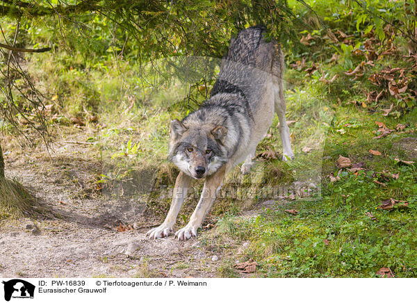 Eurasischer Grauwolf / eurasian greywolf / PW-16839