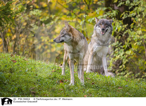 Eurasischer Grauwolf / eurasian greywolf / PW-16844