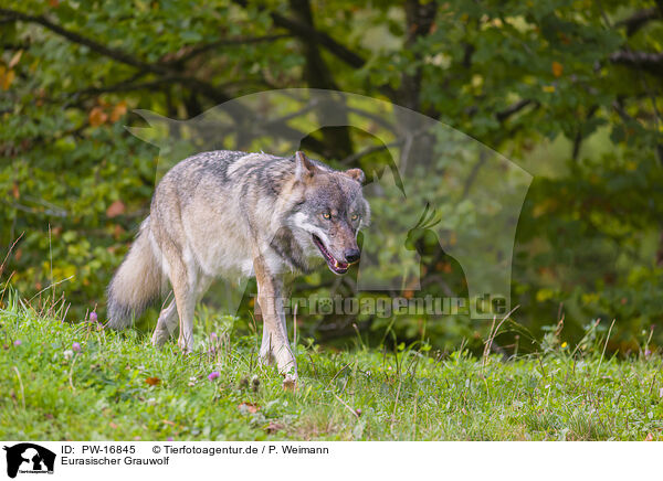 Eurasischer Grauwolf / eurasian greywolf / PW-16845