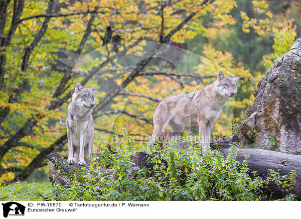 Eurasischer Grauwolf / eurasian greywolf / PW-16870