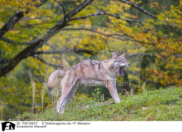 Eurasischer Grauwolf / eurasian greywolf / PW-16873