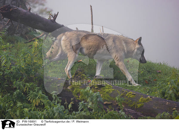 Eurasischer Grauwolf / eurasian greywolf / PW-16891