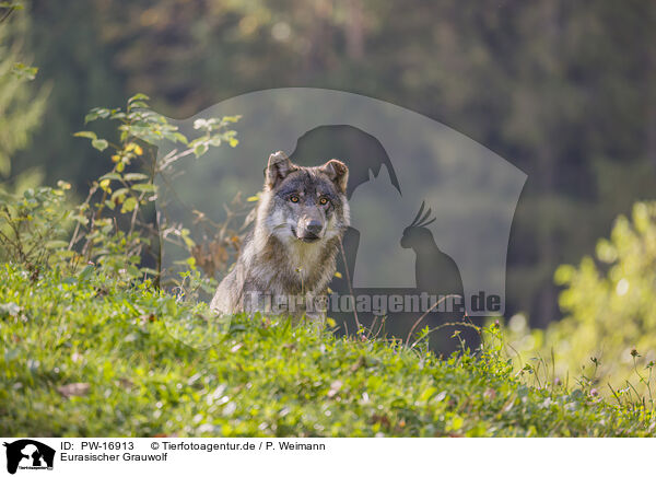 Eurasischer Grauwolf / eurasian greywolf / PW-16913