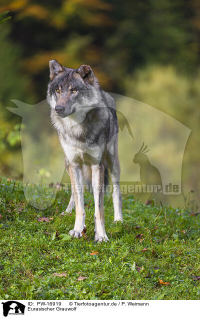 Eurasischer Grauwolf / eurasian greywolf / PW-16919