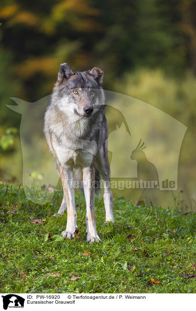 Eurasischer Grauwolf / eurasian greywolf / PW-16920