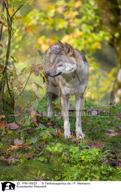 Eurasischer Grauwolf / eurasian greywolf / PW-16925