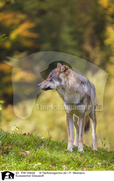 Eurasischer Grauwolf / eurasian greywolf / PW-16928