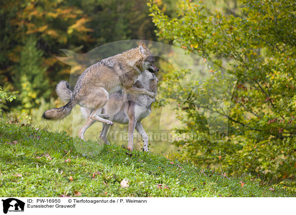 Eurasischer Grauwolf / eurasian greywolf / PW-16950