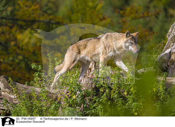 Eurasischer Grauwolf / eurasian greywolf / PW-16957