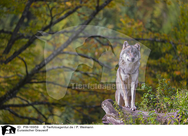 Eurasischer Grauwolf / eurasian greywolf / PW-16959