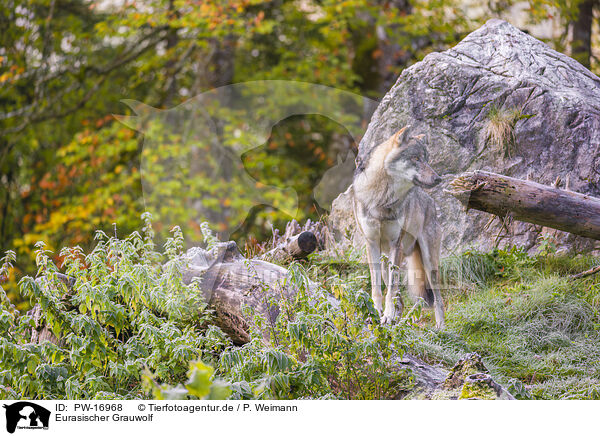 Eurasischer Grauwolf / eurasian greywolf / PW-16968