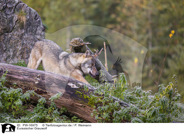 Eurasischer Grauwolf / eurasian greywolf / PW-16975