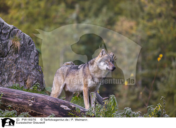 Eurasischer Grauwolf / eurasian greywolf / PW-16976