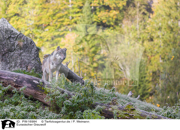 Eurasischer Grauwolf / eurasian greywolf / PW-16984