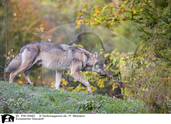Eurasischer Grauwolf / eurasian greywolf / PW-16985