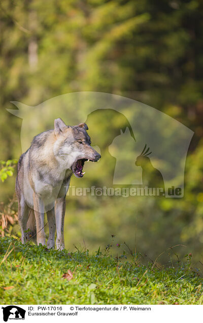 Eurasischer Grauwolf / PW-17016