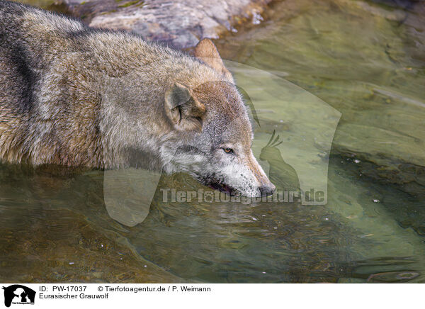 Eurasischer Grauwolf / PW-17037
