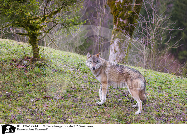 Eurasischer Grauwolf / eurasian greywolf / PW-17244