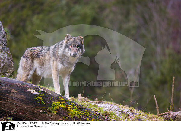 Eurasischer Grauwolf / eurasian greywolf / PW-17247