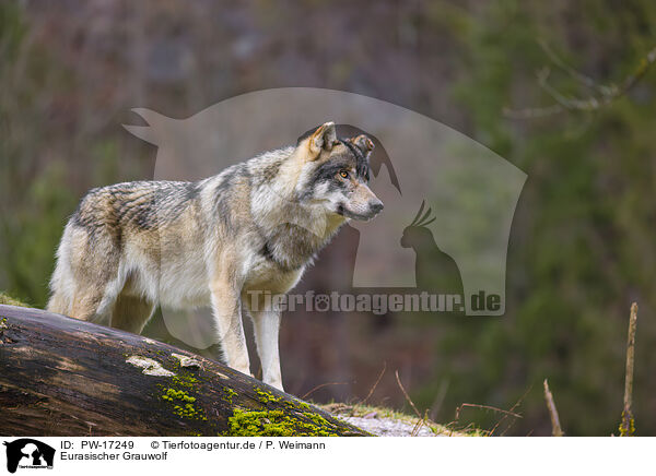 Eurasischer Grauwolf / eurasian greywolf / PW-17249