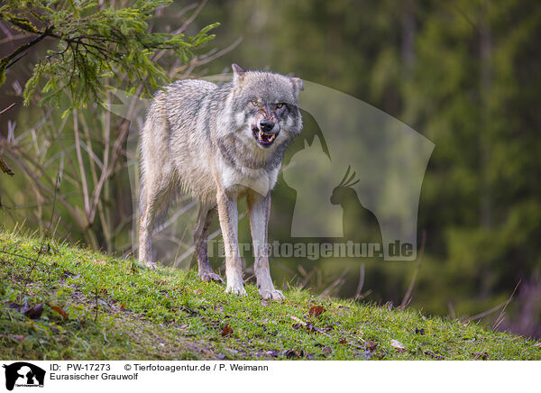 Eurasischer Grauwolf / eurasian greywolf / PW-17273